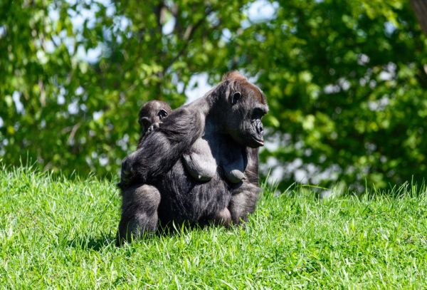 Quels sont les animaux qu'on peut voir au zoo de Beauval ?