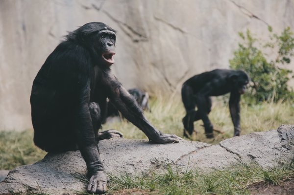 Quels sont les animaux qu'on peut voir au zoo de Beauval ?