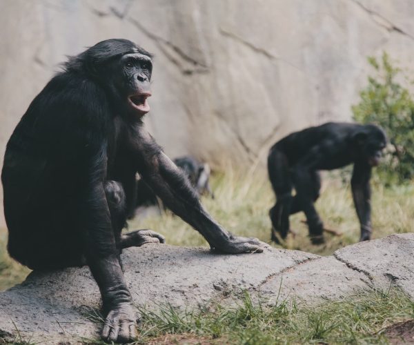 Quels sont les animaux qu’on peut voir au zoo de Beauval ?